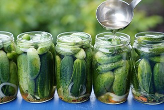 Pickled gherkins, cucumbers are pickled in jars with spices and water