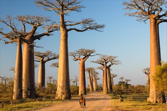 Grandidier's Baobabs (Adansonia grandidieri), Children walking through avenue near Morondava
