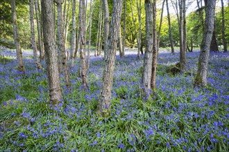 Bluebells in woodland, Aberfeldy