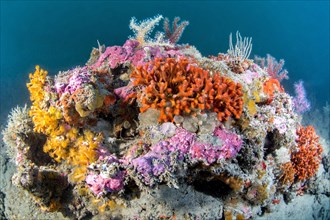 Apparent coral colonies on a plateau coral reef