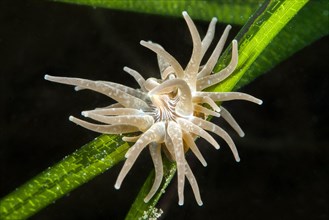 Grass crack anemone