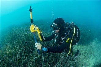 Diver and marine biologist maps a seagrass meadow