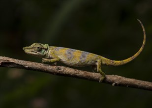 Male Chameleon
