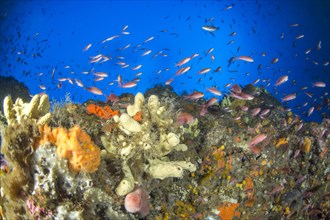 Deep coral rock and Mediterranean Basselete
