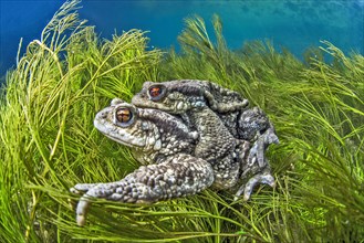 Mating Common toads