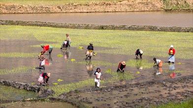 Workers planting rice plants