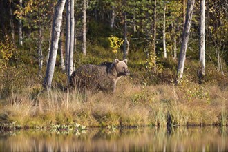 Brown bear