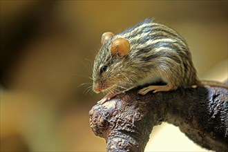 Striped mouse