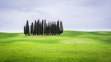 Group of trees Cypresses