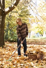 Boy collects autumn leaves with a rake