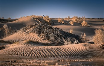 Sand dune with dried up saxaul
