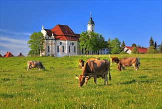 Pasture with cows in front of the pilgrimage church
