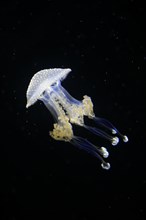 Australian spotted jellyfish