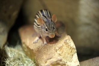 Striped mouse