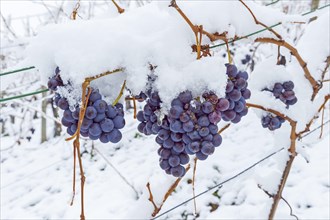 Trollinger grapes covered with snow