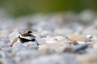 Brooding Little ringed plover