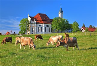 Pasture with cows in front of the pilgrimage church