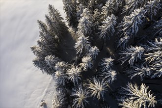 Trees from above with snow in winter