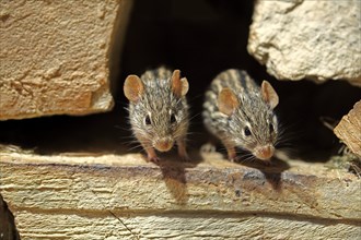 Striped Grass Mice