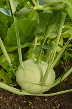 Cabbage turnip