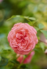 Hybrid Tea Rose 'Fragrant Cloud' blooming in a garden