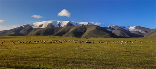 Sheep grazing off Mount Tsambagarav