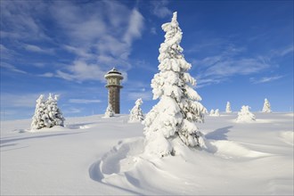 Snow-covered fir trees with Feldberg tower