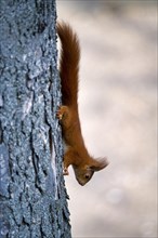 Eurasian red squirrel