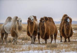Four Bactrian camels