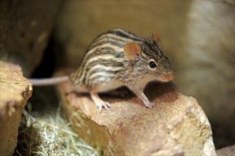 Striped mouse