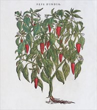 Capsicum annuum or Paprika