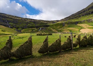 Hay hung to dry