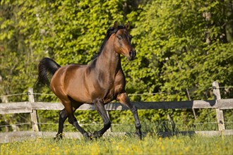 Brown thoroughbred Arabian stallion on the pasture in spring