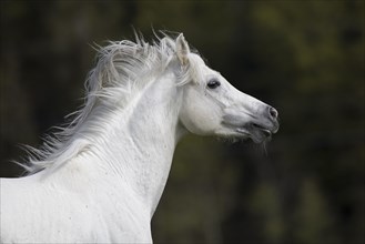 Thoroughbred Arabian grey stallion
