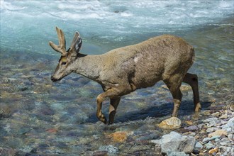 Male South Andean Deer