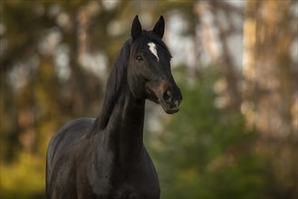 Portrait of a brown Trakehner mare on the pasture