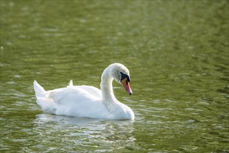 Mute swan