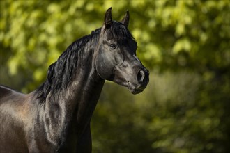 Thoroughbred Arabian stallion black in portrait on the pasture