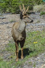 Male South Andean Deer