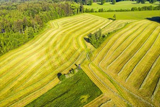 Mowed meadows