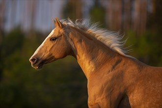 Quarter Horse mare Palomino in portrait on the pasture