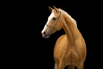 Quarter Horse mare Palomino in portrait with halter in front of black background