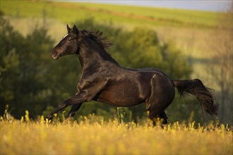 Brown Trakehner mare at a gallop in the pasture