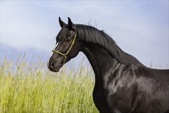 Warmblood black gelding with halter in portrait on pasture