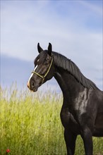 Warmblood black gelding with halter in portrait on pasture