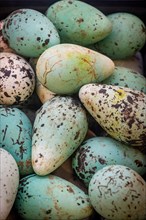 Eggs of Common guillemot