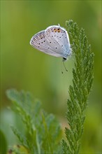 Short-tailed blue Cupid
