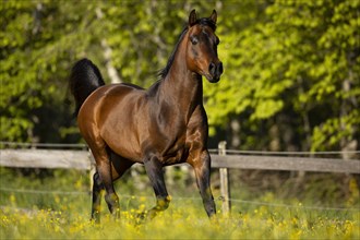 Brown thoroughbred Arabian stallion on the pasture in spring