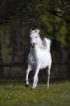 Thoroughbred Arabian grey stallion in spring on the pasture