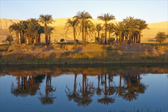 Drainage channel with Coconut palms